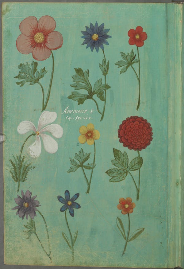 Illustration of the commemorative events held for Elisabeth of Hessen’s christening.