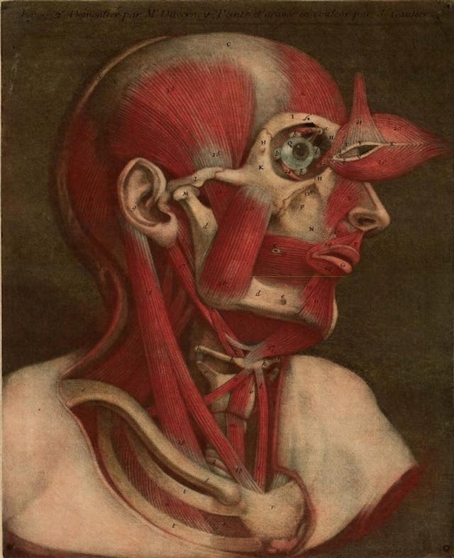 Coloured plates from Gautier D'Agoty's Essai d’Anatomie (1745)