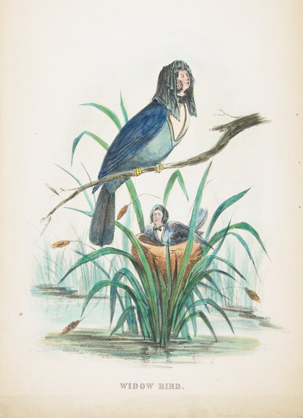 Comic illustration by H. L. Stephens of human-animal hybrid