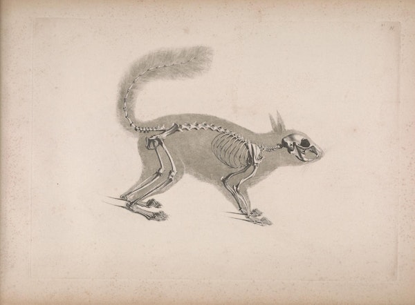 Edouard Joseph d'Alton's Illustrations of Animal Skeletons (1821–1838) –  The Public Domain Review