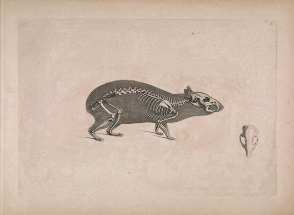 Edouard Joseph d'Alton's Illustrations of Animal Skeletons (1821–1838) –  The Public Domain Review