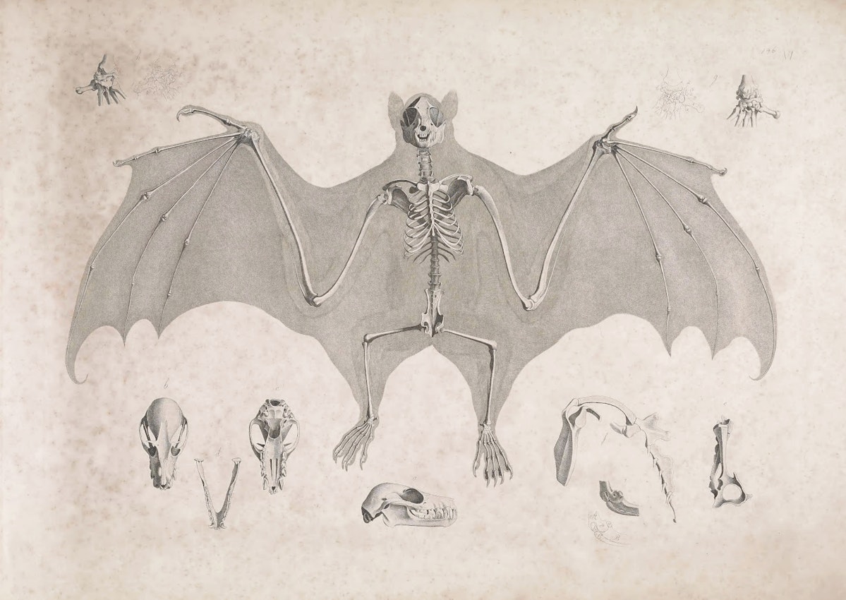 bat skeleton anatomy illustration