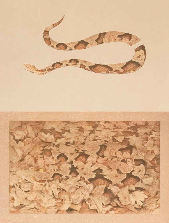 Cut-out and overlay of copperhead snake