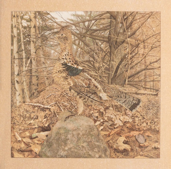 Illustration of animal camouflage 