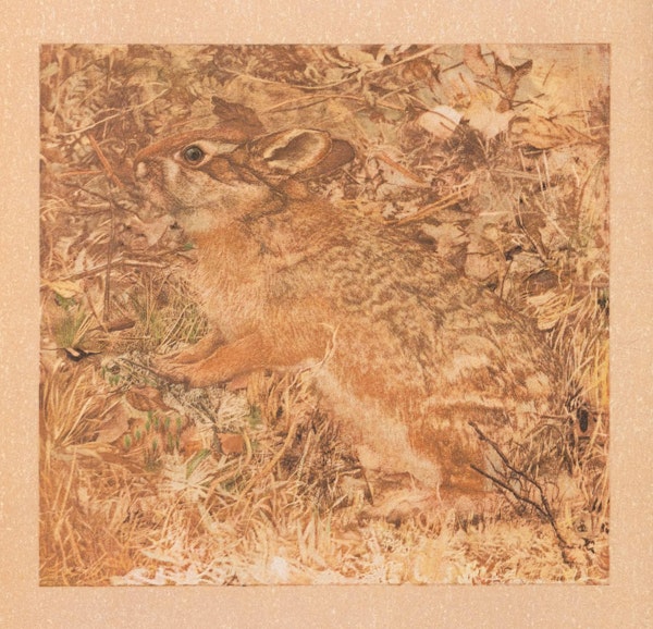 Illustration of animal camouflage 