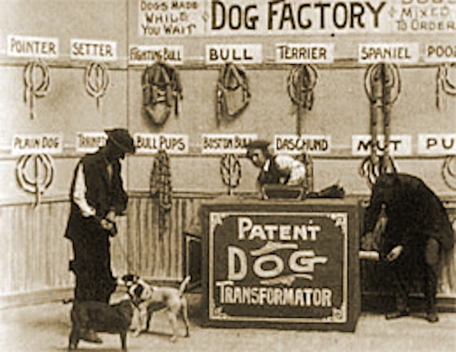 Dog Factory (1904)