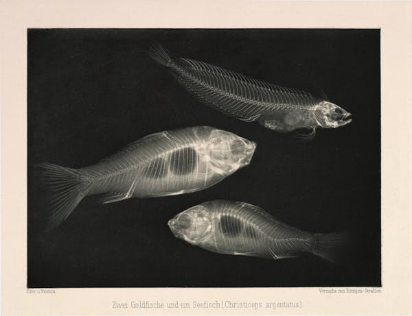 fish xray