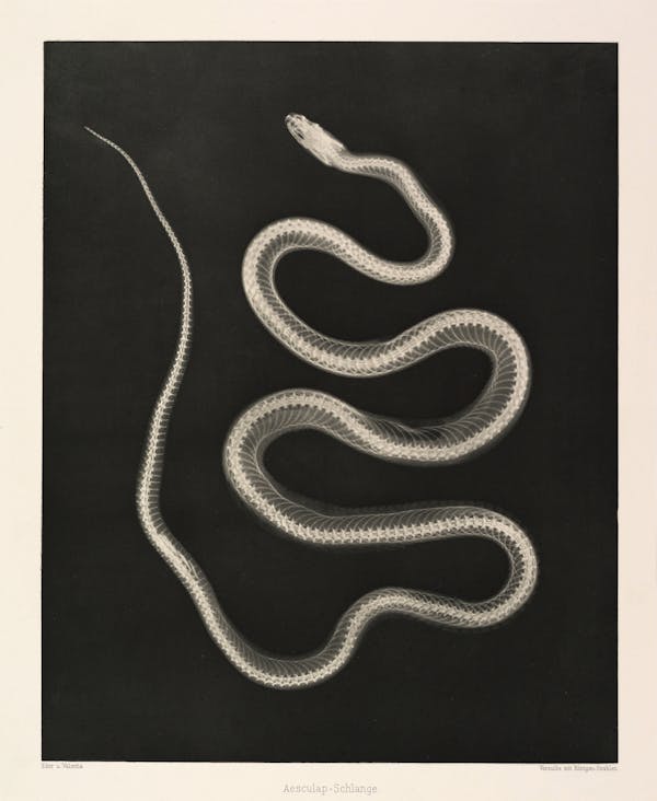 snake xray