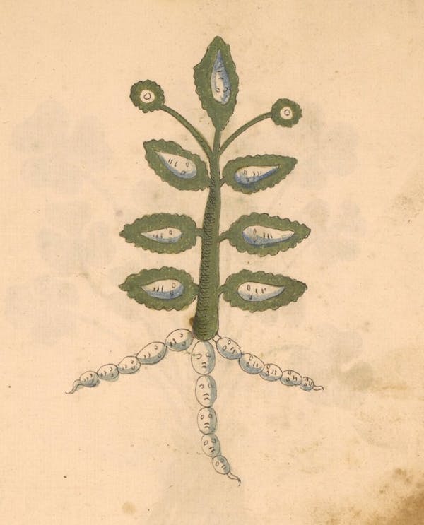 erbario 15th century herbal