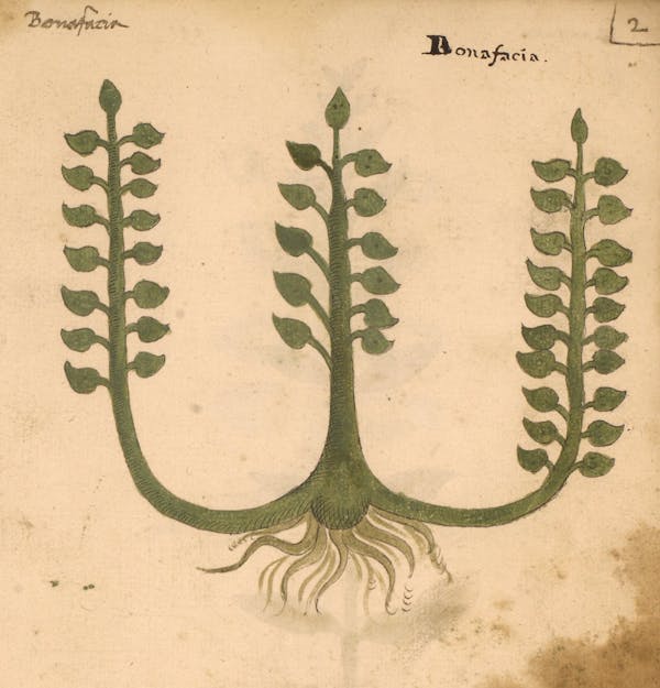 erbario 15th century herbal