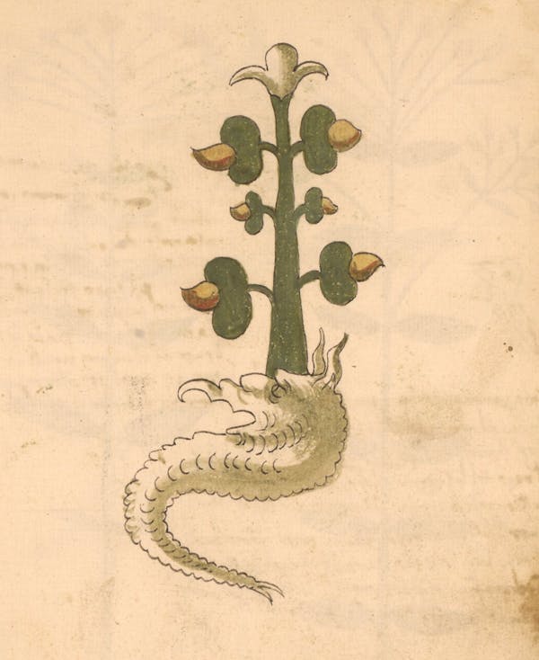 erbario 15th century herbal