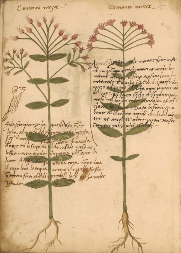 erbario 15th century herbal