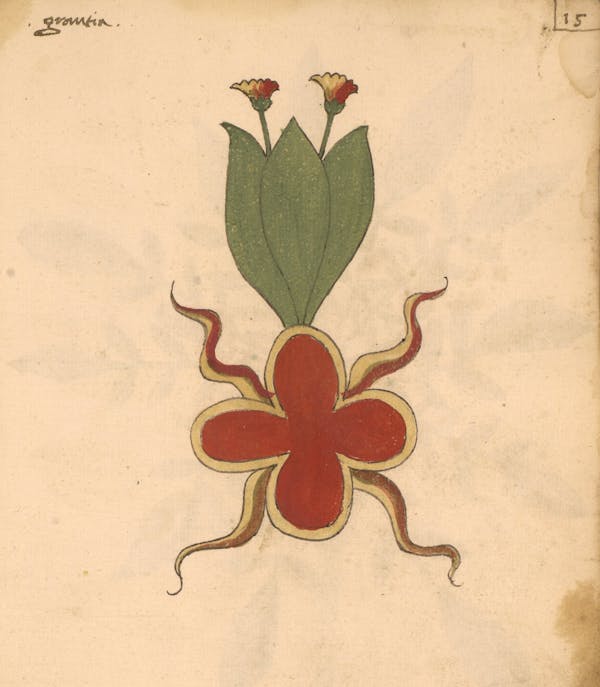 erbario 15th century herbal