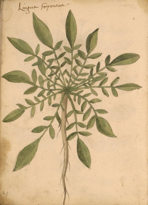 erbario 15th century herbal