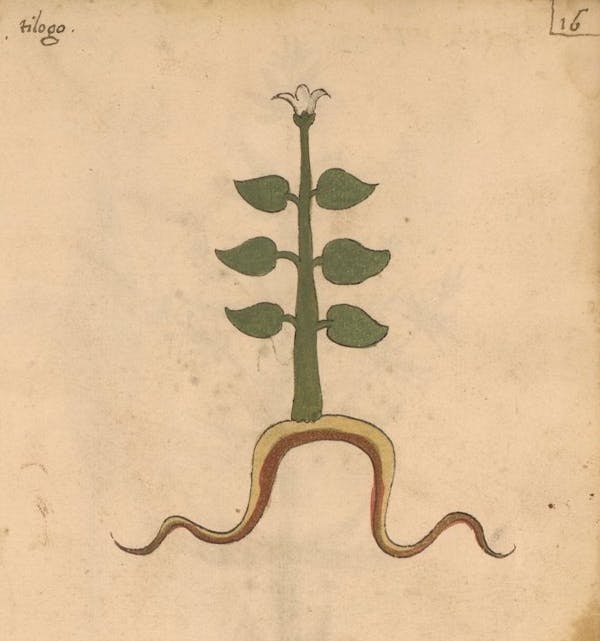 erbario 15th century herbal