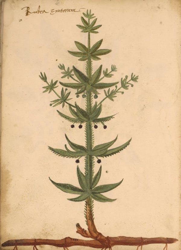 erbario 15th century herbal