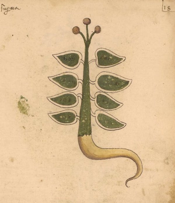 erbario 15th century herbal