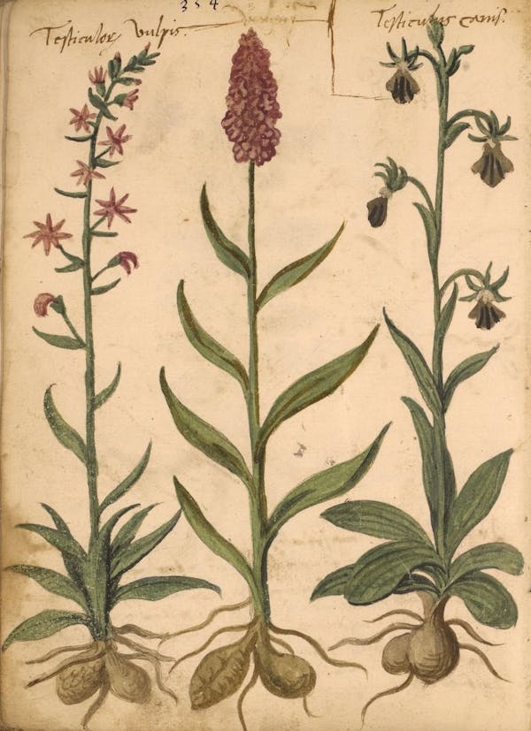 erbario 15th century herbal