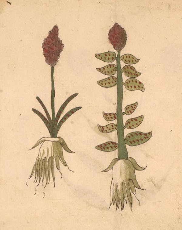 erbario 15th century herbal