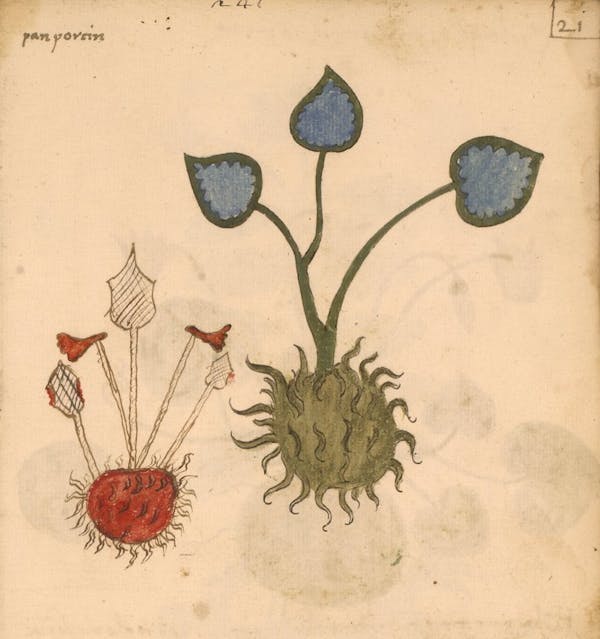 erbario 15th century herbal