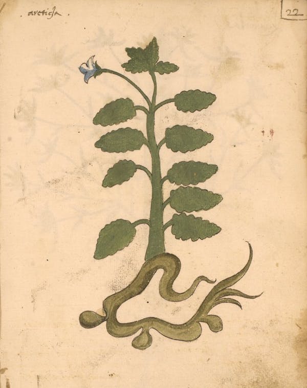 erbario 15th century herbal