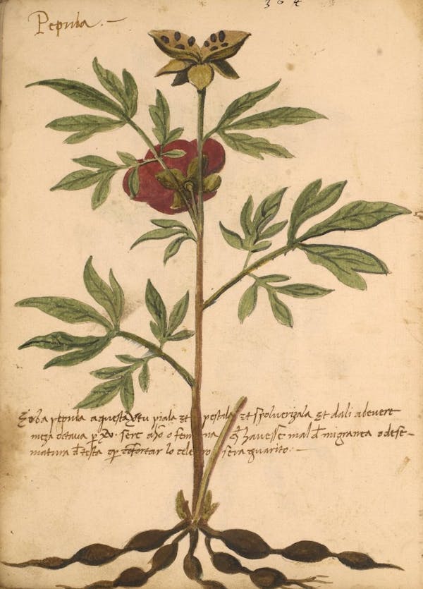 erbario 15th century herbal