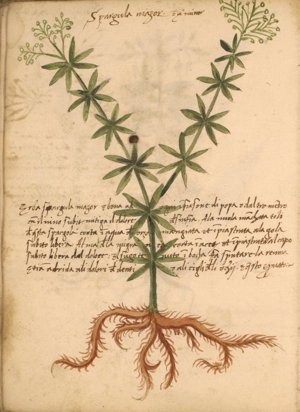 erbario 15th century herbal