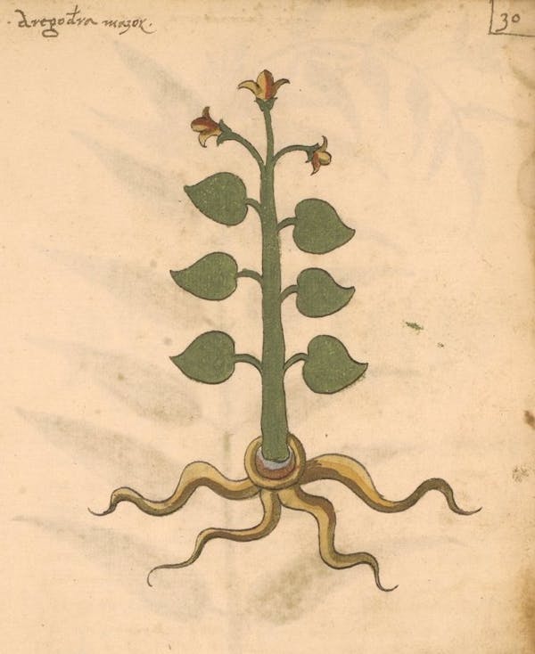 erbario 15th century herbal