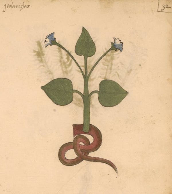 erbario 15th century herbal