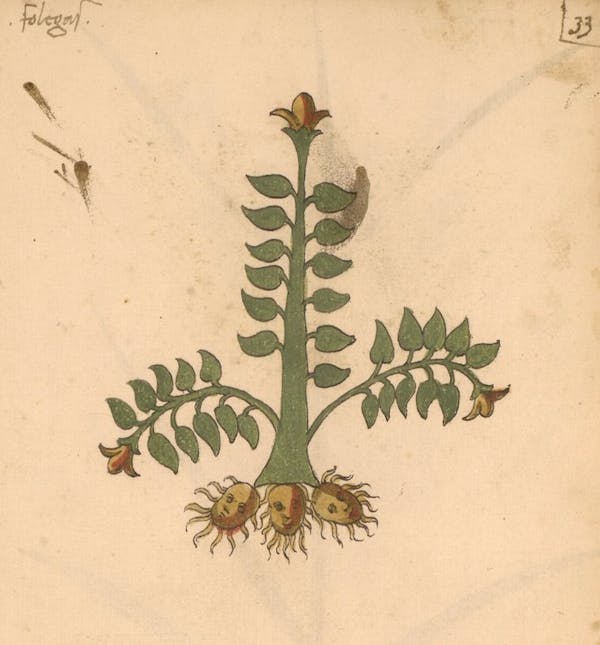 erbario 15th century herbal