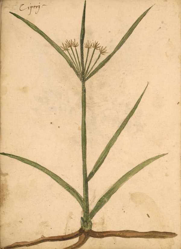 erbario 15th century herbal