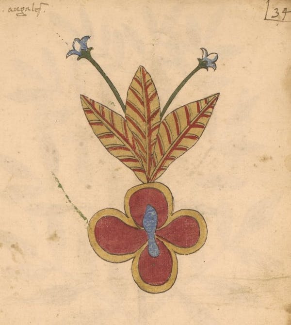 erbario 15th century herbal