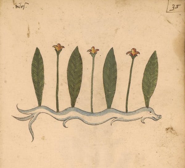 erbario 15th century herbal