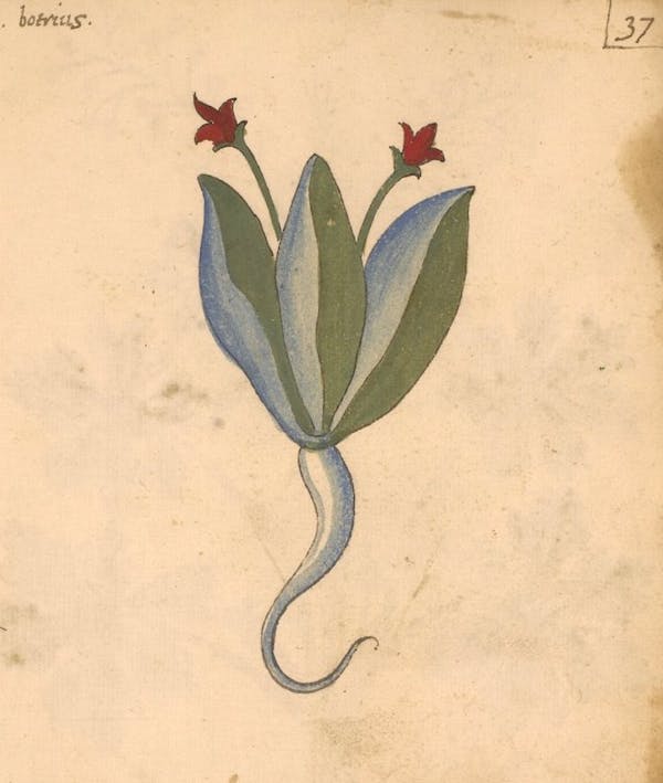 erbario 15th century herbal