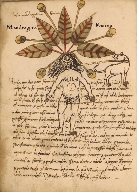 mandrake from manuscript