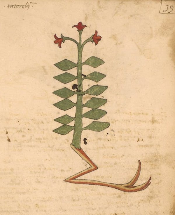 erbario 15th century herbal