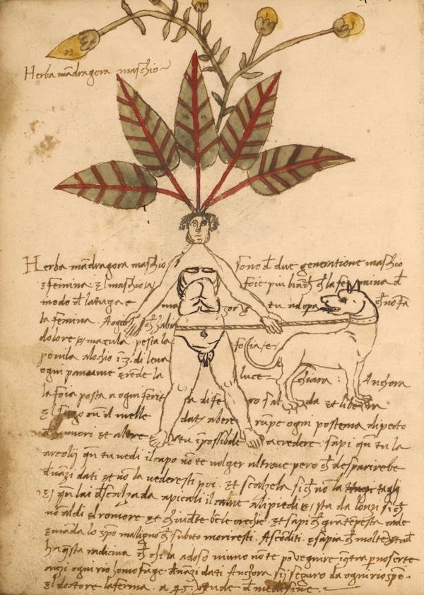 erbario 15th century herbal