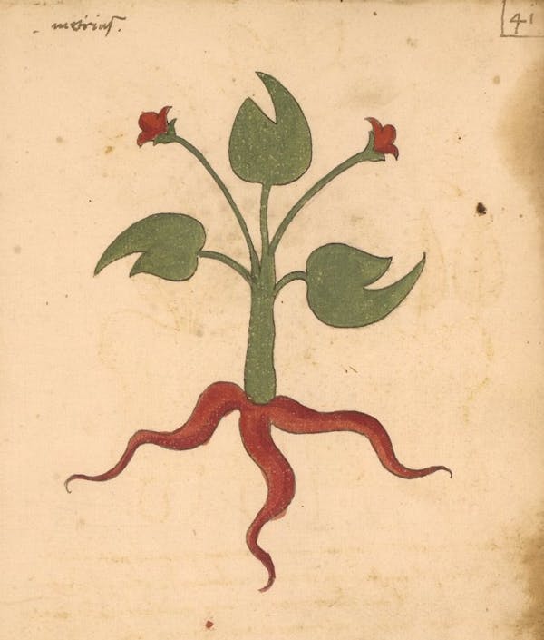 erbario 15th century herbal