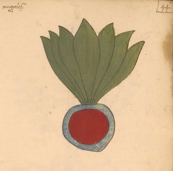 erbario 15th century herbal