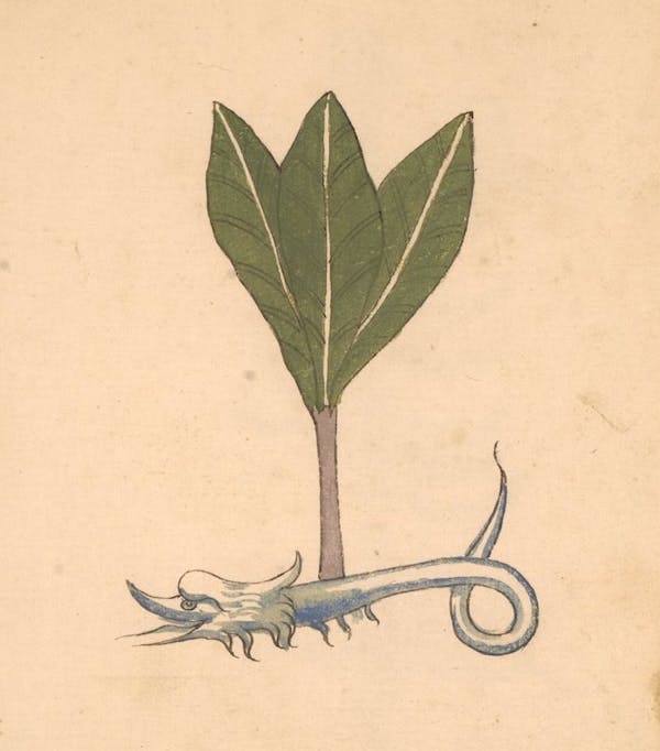 erbario 15th century herbal