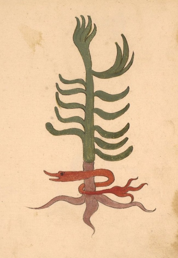 erbario 15th century herbal