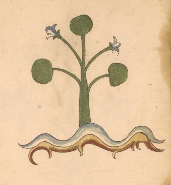 erbario 15th century herbal