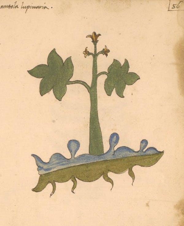 erbario 15th century herbal