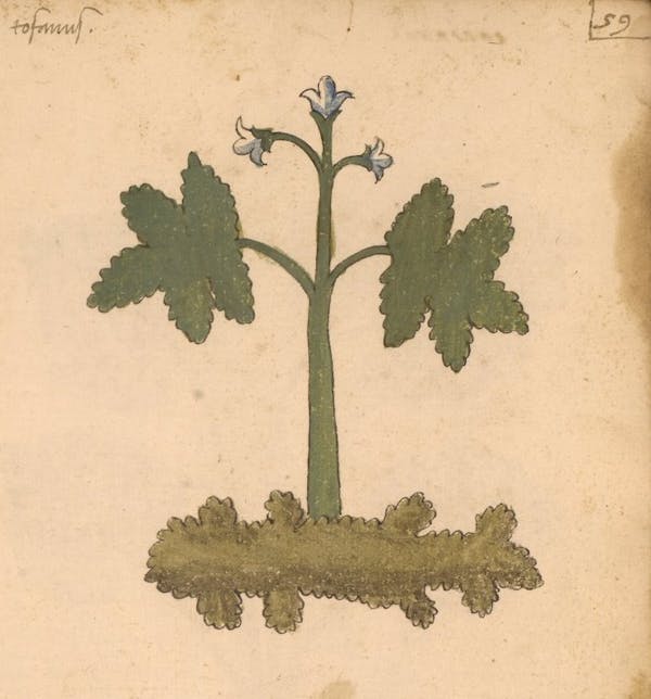 erbario 15th century herbal