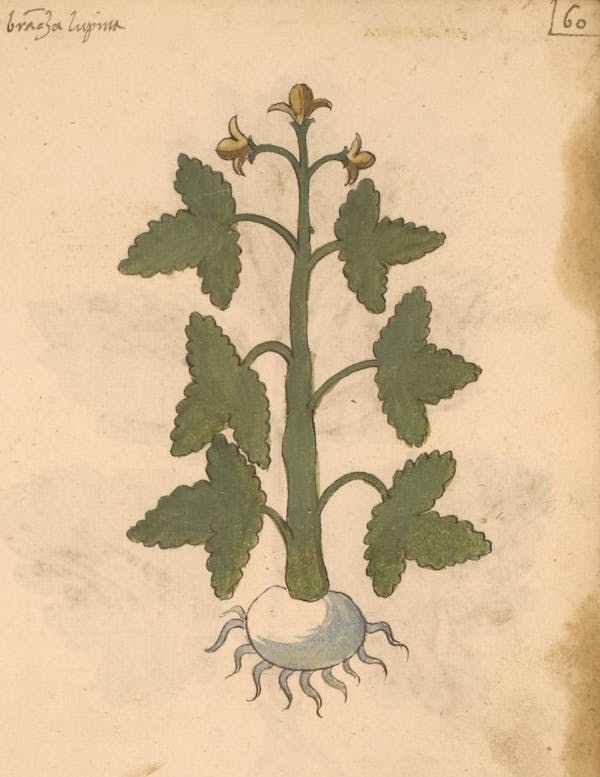 erbario 15th century herbal