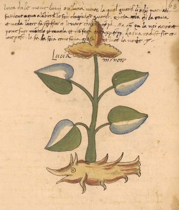 erbario 15th century herbal