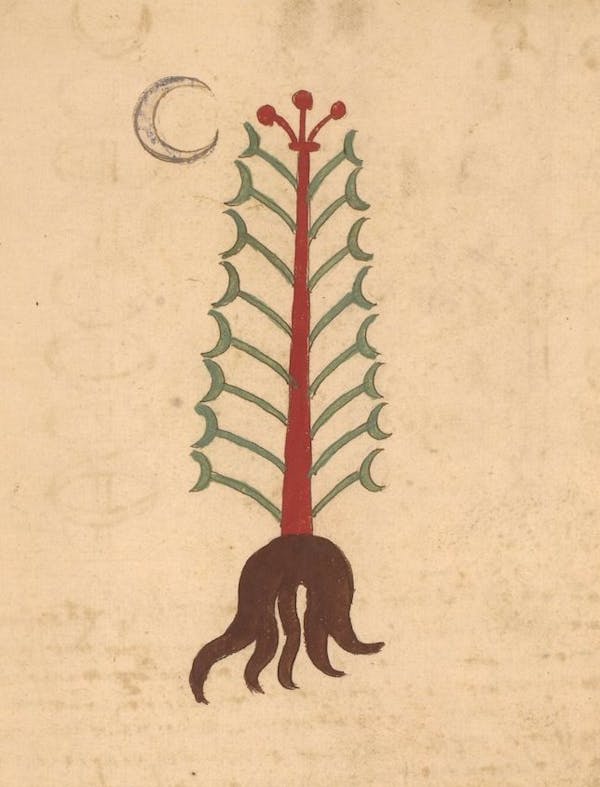 erbario 15th century herbal