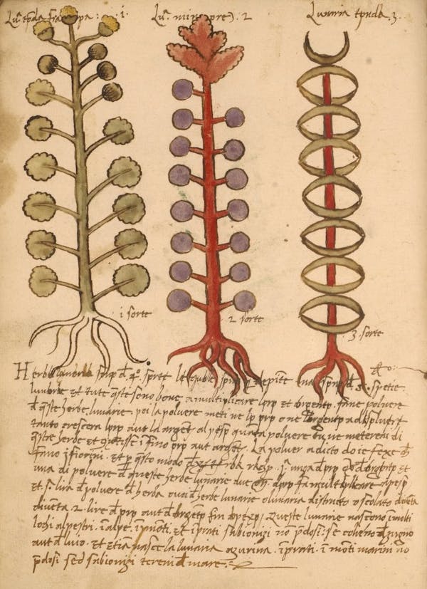 erbario 15th century herbal