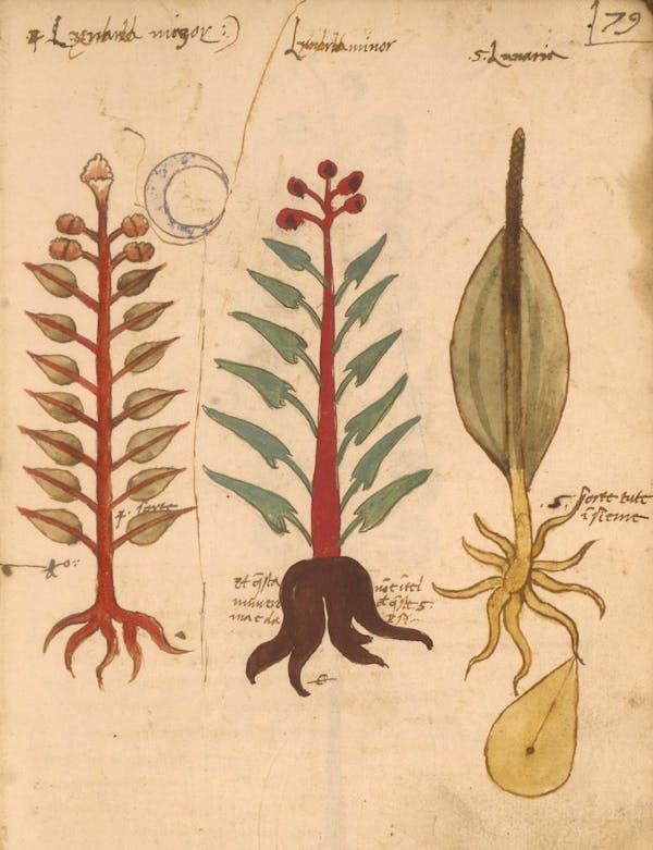 erbario 15th century herbal