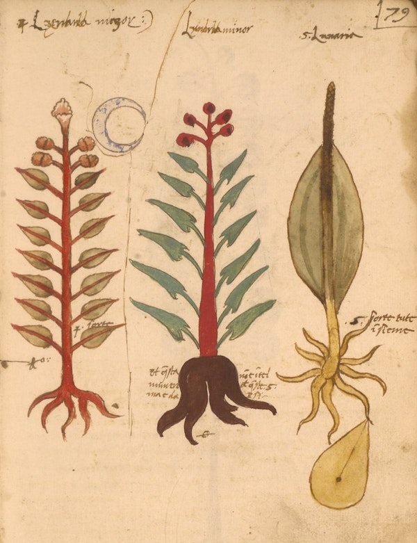 Erbario: a 15th-century Herbal from Northern Italy – The Public Domain ...